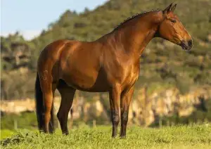 Semental Lusitano con buen carácter en Venta