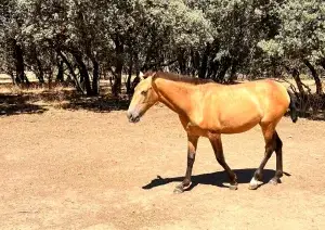 POTRA BAYA HISPANOLUSA