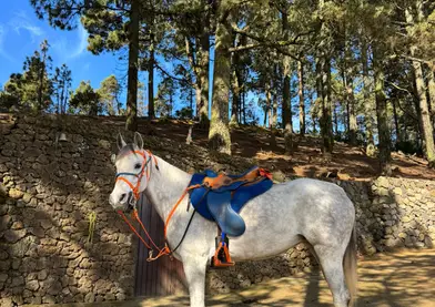 Se vende yegua pura raza arabe