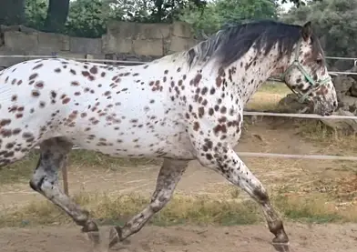 Semental appaloosa