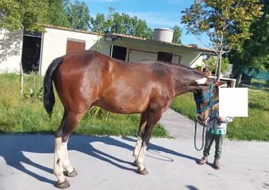 Se vende potro luso-cuarto de milla