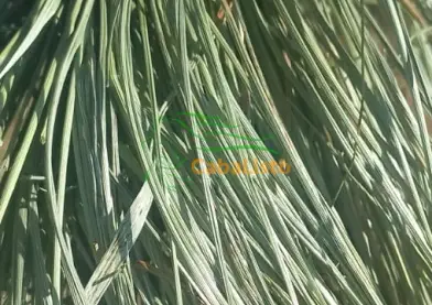 Heno extra para equinos.