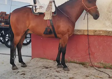Caballo manso y servicial, montado y enganchado.