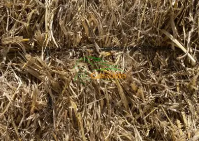 Paja , heno , alfalfa y piensos